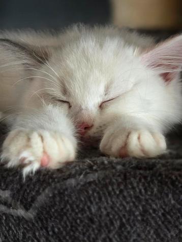 Raszuivere ragdoll kittens --> knappies beschikbaar voor biedingen