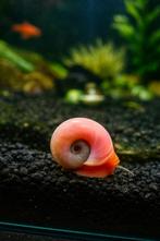 Baby Pink Post-Horn Aquariumslakken (0,5–1 cm), Dieren en Toebehoren, Slak of Weekdier