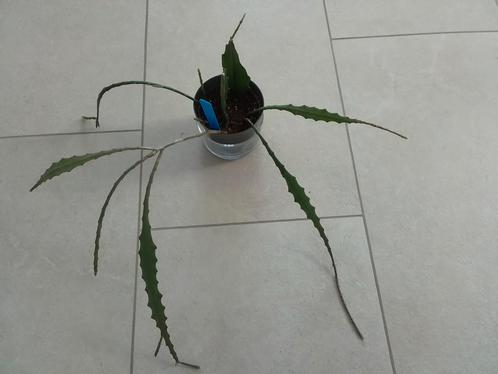 5 epiphyllum stekken duitsekaizerin  in een pot geworteld, Huis en Inrichting, Kamerplanten, Cactus, Minder dan 100 cm, Halfschaduw