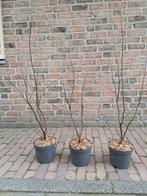 Meerstammige krenten struiken, Ophalen, Overige soorten, Volle zon