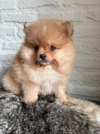 IK BEN LIEF EN MOOI EN IK  MAG OOK NAAR EEN  EIGEN BAASJE., Dieren en Toebehoren, Honden | Poolhonden, Keeshonden en Oertypen