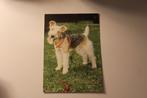 Honden Postkaart - Foxterrier met rood Halster, Duitsland 2, 1960 tot 1980, Ongelopen, Verzenden, Hond of Kat