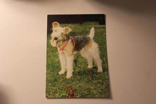 Honden Postkaart - Foxterrier met rood Halster, Duitsland 2, Verzamelen, Ansichtkaarten | Dieren, Ongelopen, 1960 tot 1980, Hond of Kat
