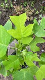 Te koop: Liriodendron tulipifera, boom, Halfschaduw, Overige soorten, Minder dan 100 cm, Ophalen