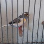 Kanarie, Dieren en Toebehoren, Vogels | Kanaries, Mannelijk, Kleurkanarie