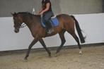 Lief en braaf paard, deze week ophalen !, Dieren en Toebehoren, Merrie, B, 160 tot 165 cm, 11 jaar of ouder