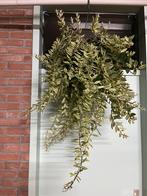Aeschynantus bolero bicolore, Ophalen of Verzenden, Halfschaduw, Minder dan 100 cm