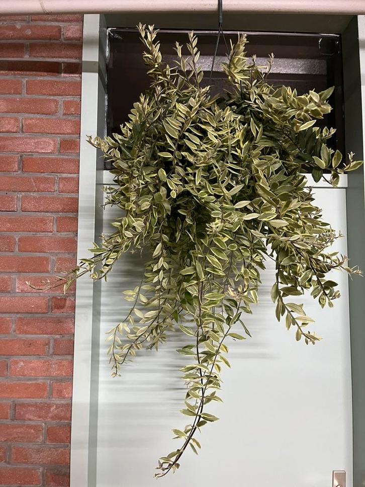 Aeschynantus bolero bicolore, Huis en Inrichting, Kamerplanten, Minder dan 100 cm, Halfschaduw, Ophalen of Verzenden