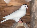 Mooie Witte postduiven, Dieren en Toebehoren, Vogels | Duiven, Meerdere dieren, Postduif