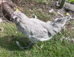 Araucana haantje # gratis, Dieren en Toebehoren, Pluimvee, Mannelijk, Kip