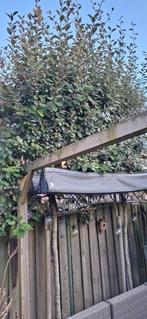 Olijfwilg (2), Tuin en Terras, Ophalen, Overige soorten, 100 tot 250 cm