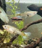 Guppies, Dieren en Toebehoren, Vissen | Aquariumvissen, Vis