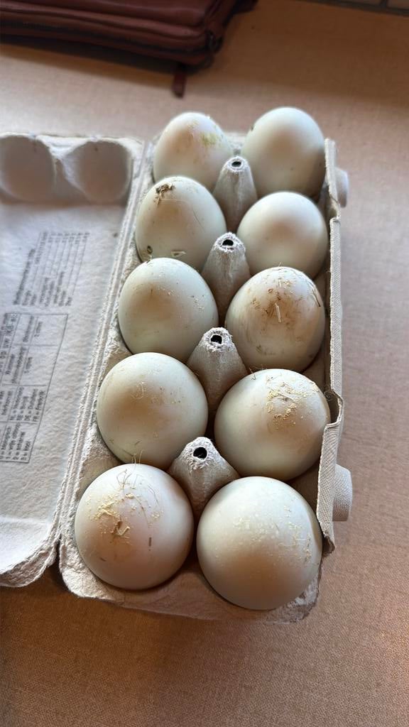 verse eendeneieren voor consumptoe, Diversen, Levensmiddelen, Ophalen of Verzenden