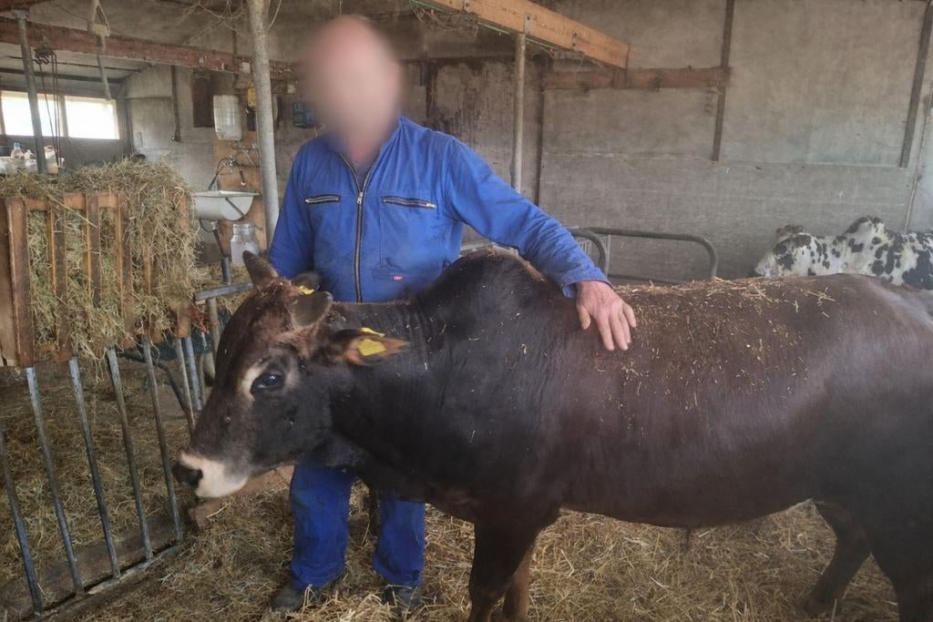 Zeboe stier, Dieren en Toebehoren, Runderen, Mannelijk