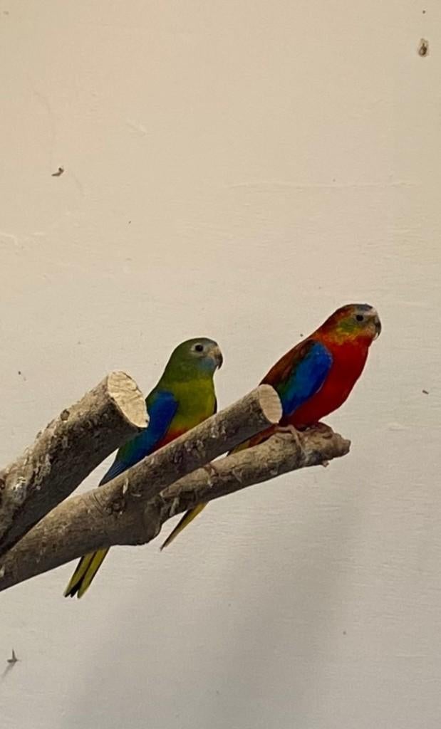 vogels, Meerdere dieren, Parkiet