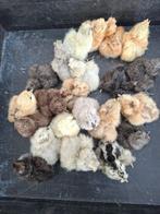 kuikens van Usa zijdehoen, Dieren en Toebehoren, Pluimvee, Geslacht onbekend, Kip