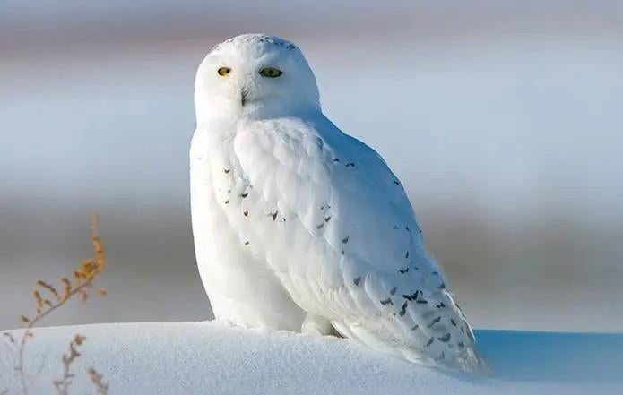 Gezocht sneeuwuilen, Dieren en Toebehoren, Vogels | Overige Vogels, Roofvogel