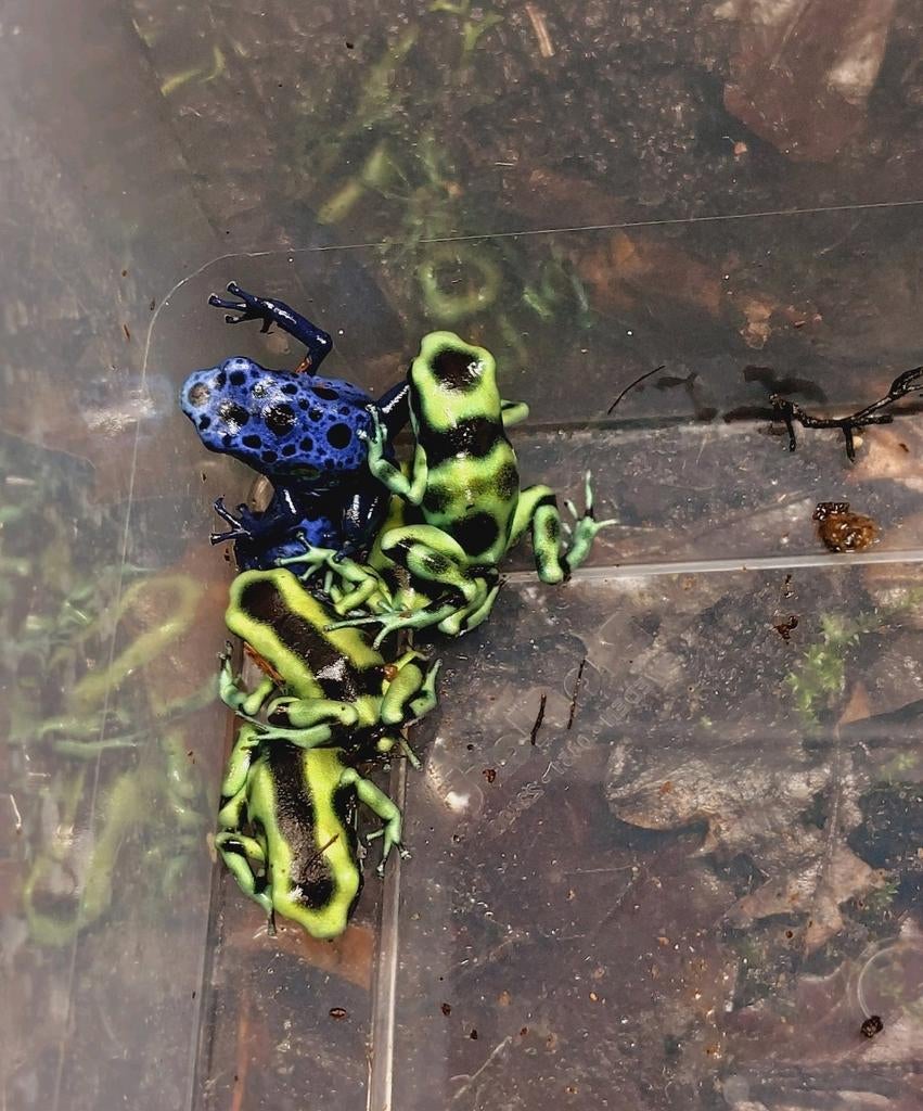 1x Dendrobates auratus costa rica, Amfibie, 0 tot 2 jaar