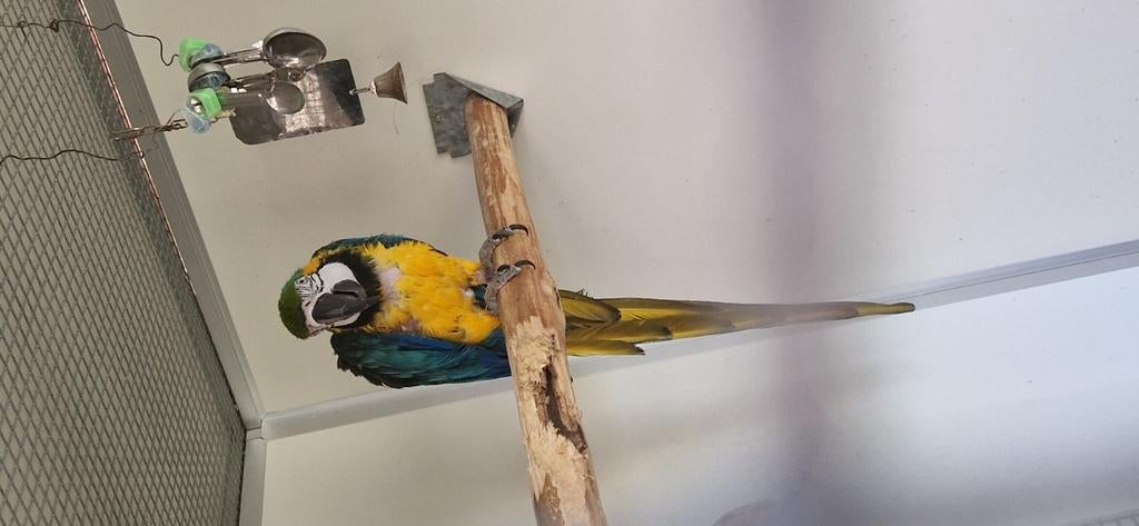 Koppel ara's, Dieren en Toebehoren, Vogels | Parkieten en Papegaaien, Meerdere dieren, Papegaai, Pratend