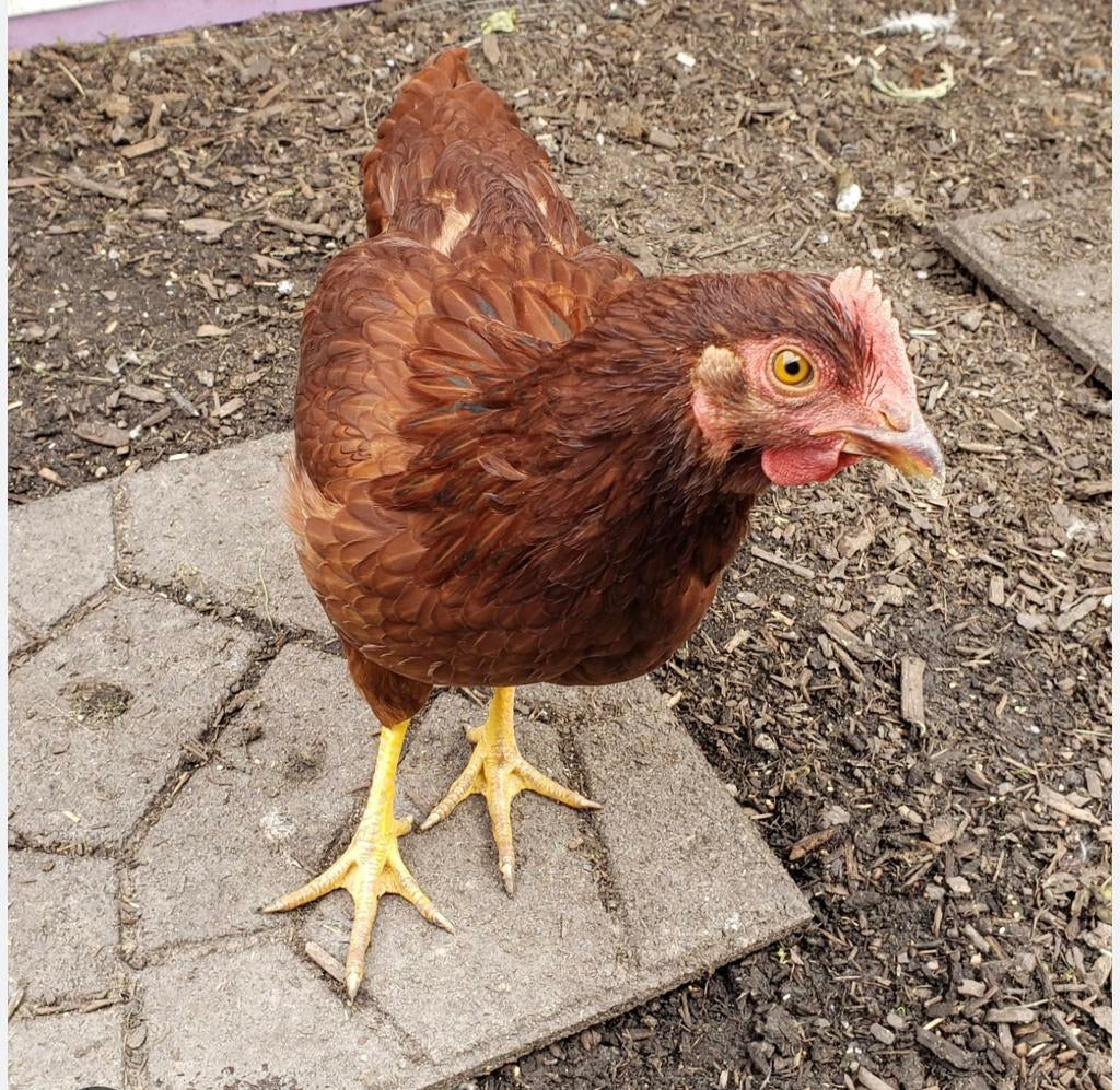 Rhode island red haan, Dieren en Toebehoren, Pluimvee, Mannelijk, Kip