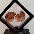 Puntgaaf Ammoniet Fossiel Set in Display, Ophalen, Fossiel