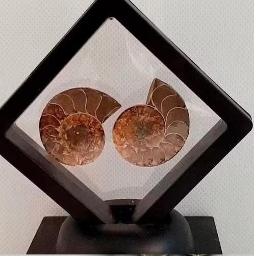 Puntgaaf Ammoniet Fossiel Set in Display, Verzamelen, Mineralen en Fossielen, Fossiel, Ophalen