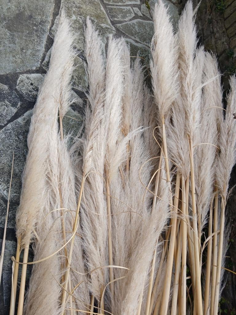 Pampus pluimen, Ophalen