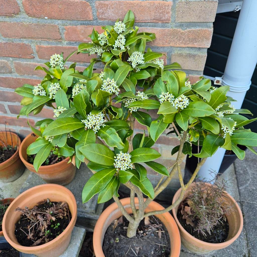 Witte Skimmia, Tuin en Terras, Ophalen of Verzenden, Overige soorten, Volle zon