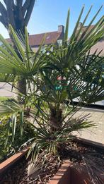 2 Palmbomen, Ophalen, Bloeit niet, Vaste plant, Overige soorten