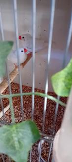 Te koop koppel witte zebravinken, Dieren en Toebehoren, Vogels | Overige Vogels, Meerdere dieren