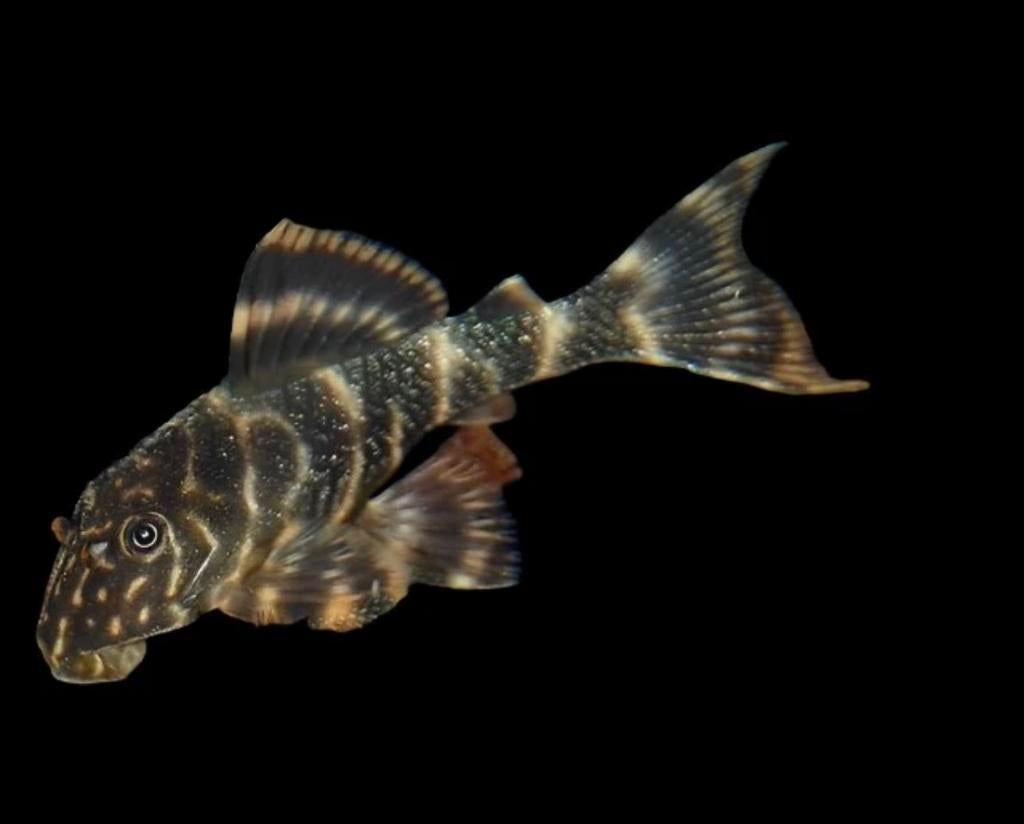 Clown Pleco (vrouwtje), Dieren en Toebehoren, Vissen | Aquariumvissen, Vis