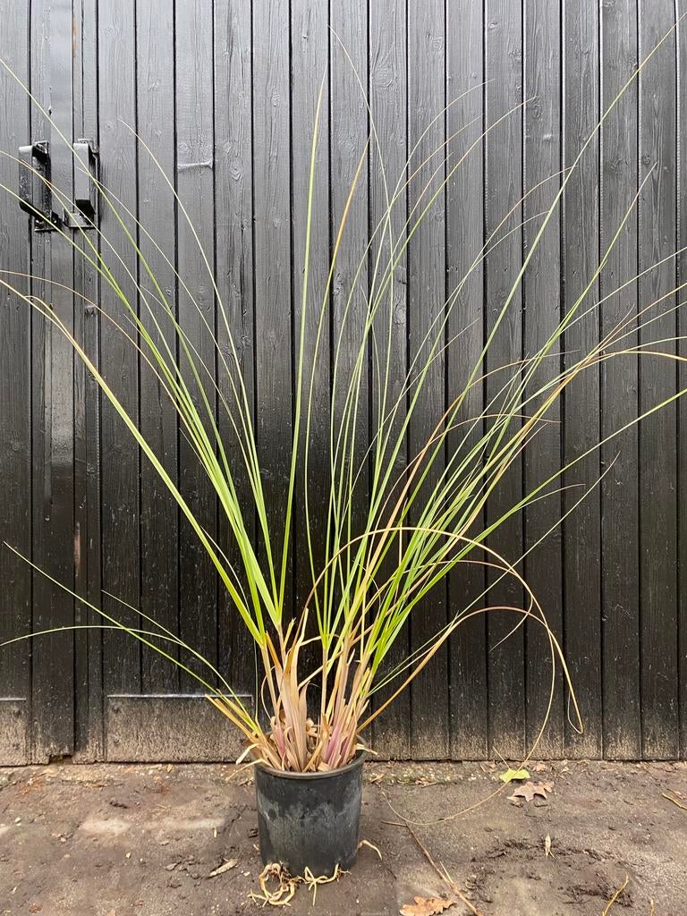 Laag Pampasgras. Siergras. Cortaderia sel. Pumila, Ophalen, Overige soorten, Volle zon