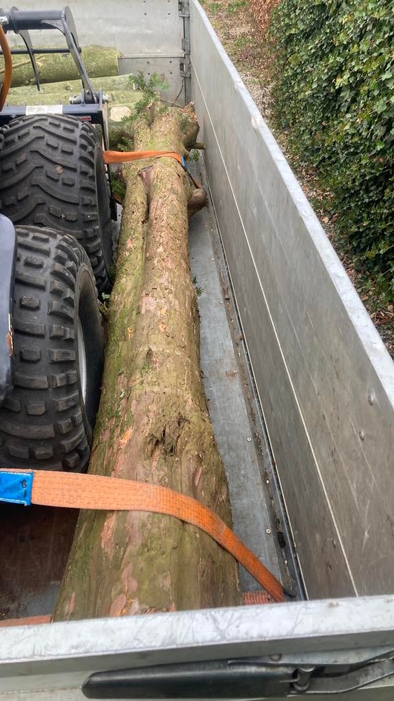 Taxus stam 248 cm, Ophalen, Zo goed als nieuw, 180 tot 250 cm, Overige typen