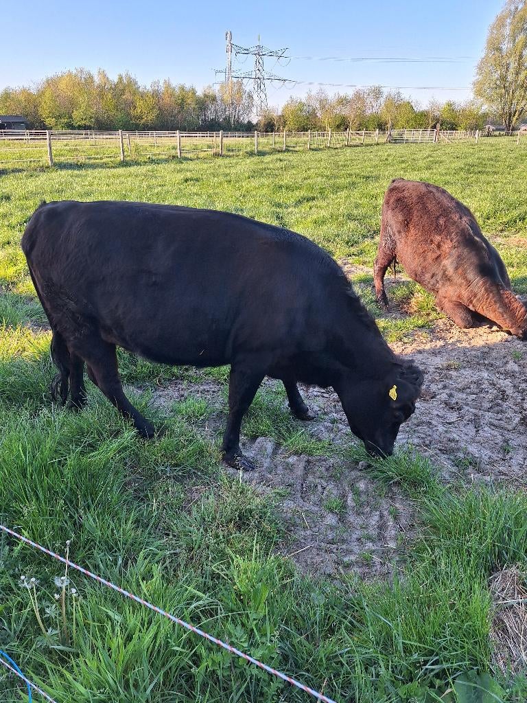 Te koop mooie Dexter koe, Vrouwelijk, 0 tot 2 jaar