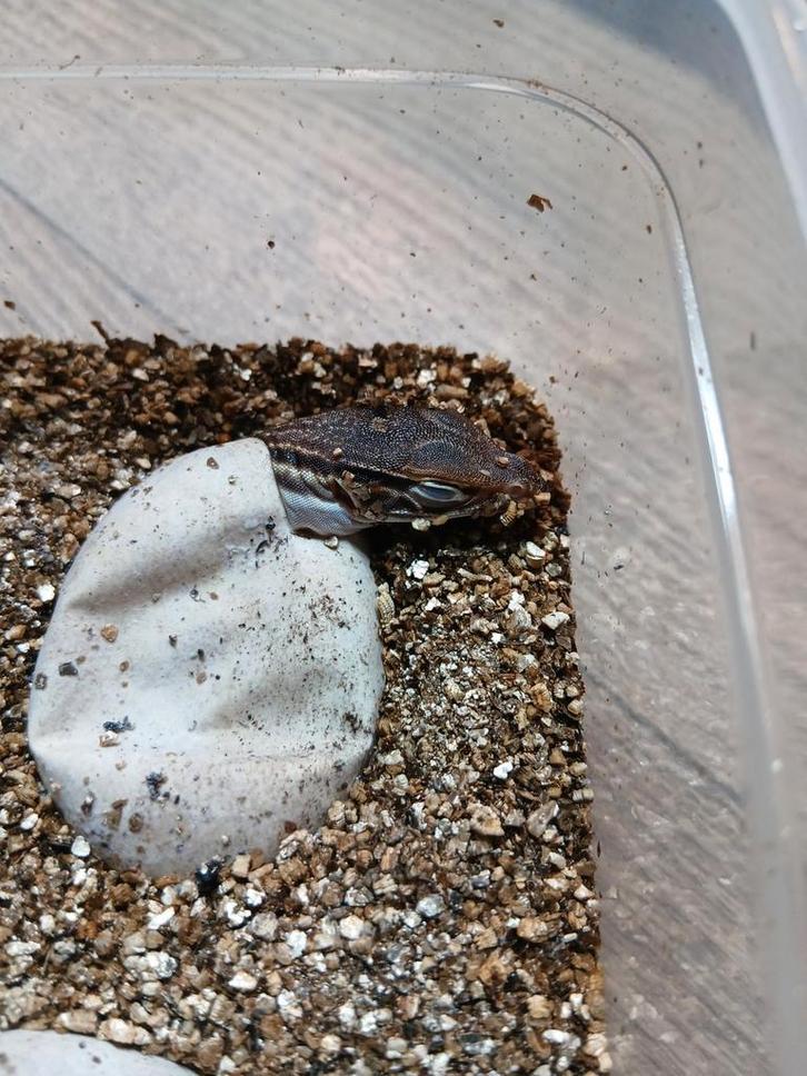 Varanus flavirufus 0.0.X Monitor Lizard - unknown for sale from B. van der Zwan