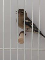 Te koop vink pop, Vrouwelijk