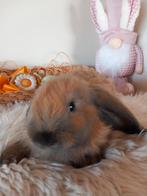 Franse hangoor voedster, Dieren en Toebehoren, Konijnen, Vrouwelijk, Groot, Hangoor, 0 tot 2 jaar