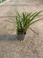 Liriope Big Blue en Muscari vaste plant, Tuin en Terras, Planten | Tuinplanten, Bodembedekkers, Vaste plant, Ophalen of Verzenden