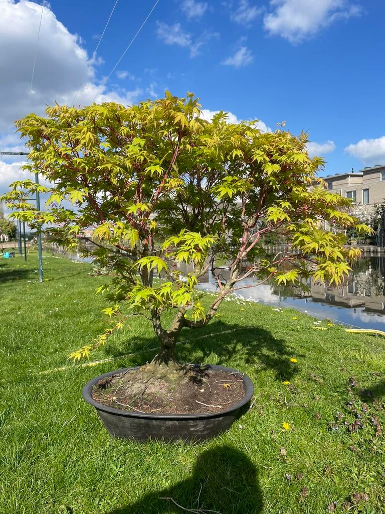 Japans esdoorn 'Sangokaku', Tuin en Terras, Planten | Bomen, Bloeit niet, Halfschaduw, Overige soorten, 100 tot 250 cm