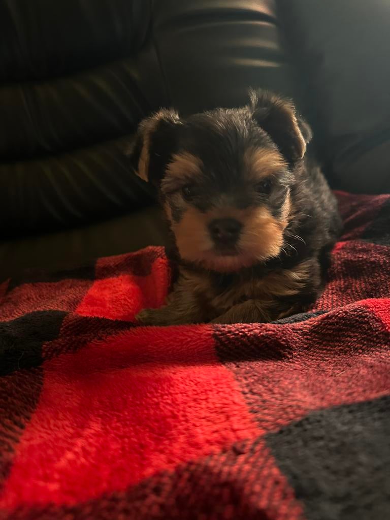 Black and tan Yorkshire Terrier reutje, Yorkshire Terriër, Reu, 8 tot 15 weken, Parvo