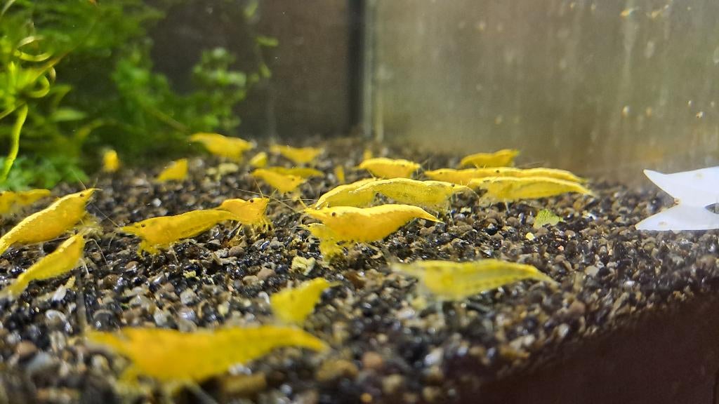 Citroengarnalen, Dieren en Toebehoren, Kreeft, Krab of Garnaal, Zoetwatervis, Schoolvis