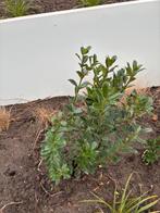 Hulst Heckenfee, Ophalen, Hulst, Struik, Minder dan 100 cm