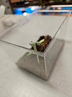 Hierodula Membranacea Grote aziatische bidsprinkhaan, Overige soorten