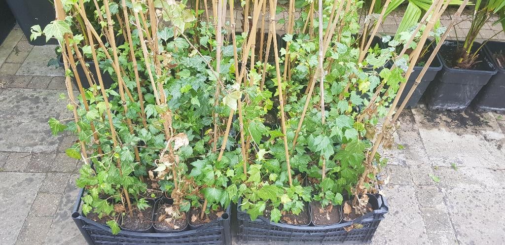 Hedra klimop 24 ST 50 / 70 cm hoog, Tuin en Terras, Planten | Tuinplanten, Ophalen, Vaste plant, Klimplanten, Halfschaduw