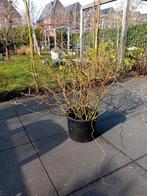 Mooie paastakken, Tuin en Terras, Planten | Bomen, Ophalen, Volle zon, Overige soorten, 100 tot 250 cm