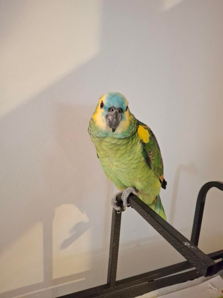 Papegaai, Dieren en Toebehoren, Vogels | Parkieten en Papegaaien, Papegaai, Mannelijk