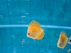 Yellow Checkerboard Discus, Symphysodon Discus, Dieren en Toebehoren, Vissen | Aquariumvissen, Vis, Zoetwatervis