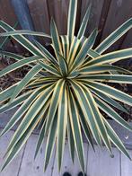 Yucca filamentosa 'Bright Edge' (Palmlelie), Tuin en Terras, Planten | Tuinplanten, Volle zon, Vaste plant, Zomer, Ophalen