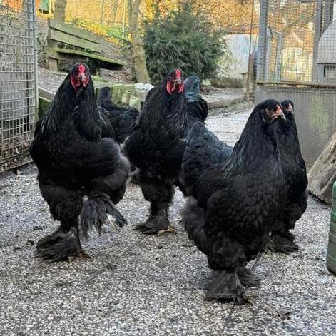 Broedeieren Brahma verschillende kleuren, Dieren en Toebehoren, Pluimvee, Geslacht onbekend, Kip