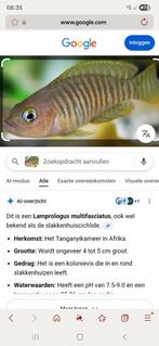 Gezocht Neolamprologus similis, Vis